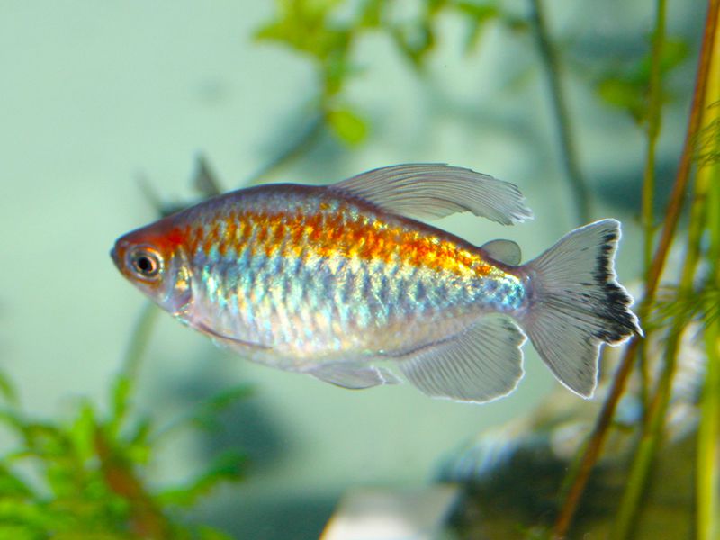 Tetras