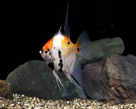 Angelfish