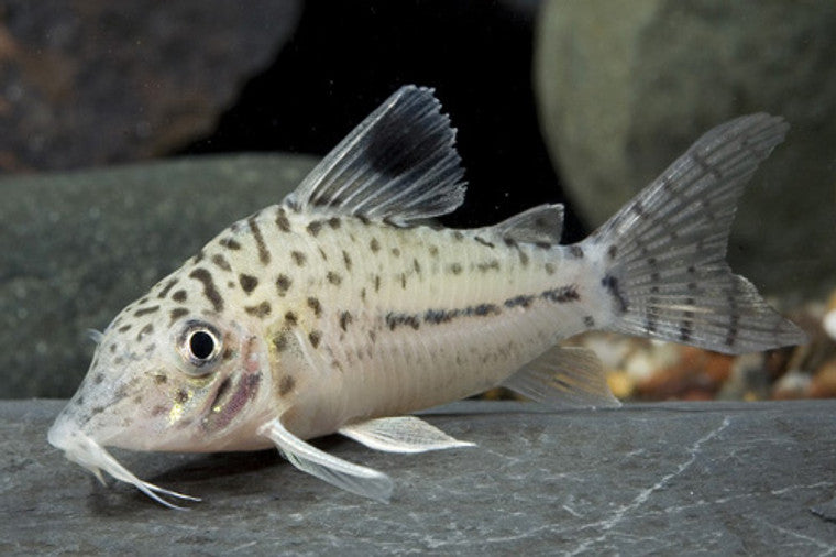 LEOPARD CORYDORAS (BLOCHI BLOCHI)
