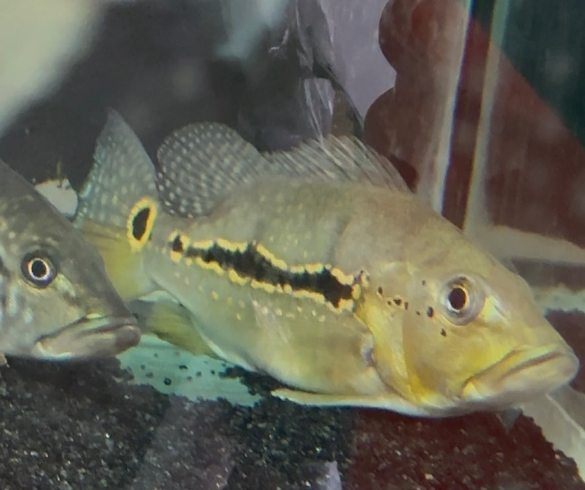 Shortbody Xingu Peacock Bass 9”