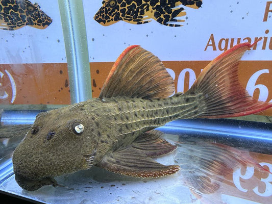 L-024 REDFIN CACTUS 10-12"
