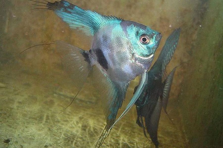 Blue Leopard Angelfish