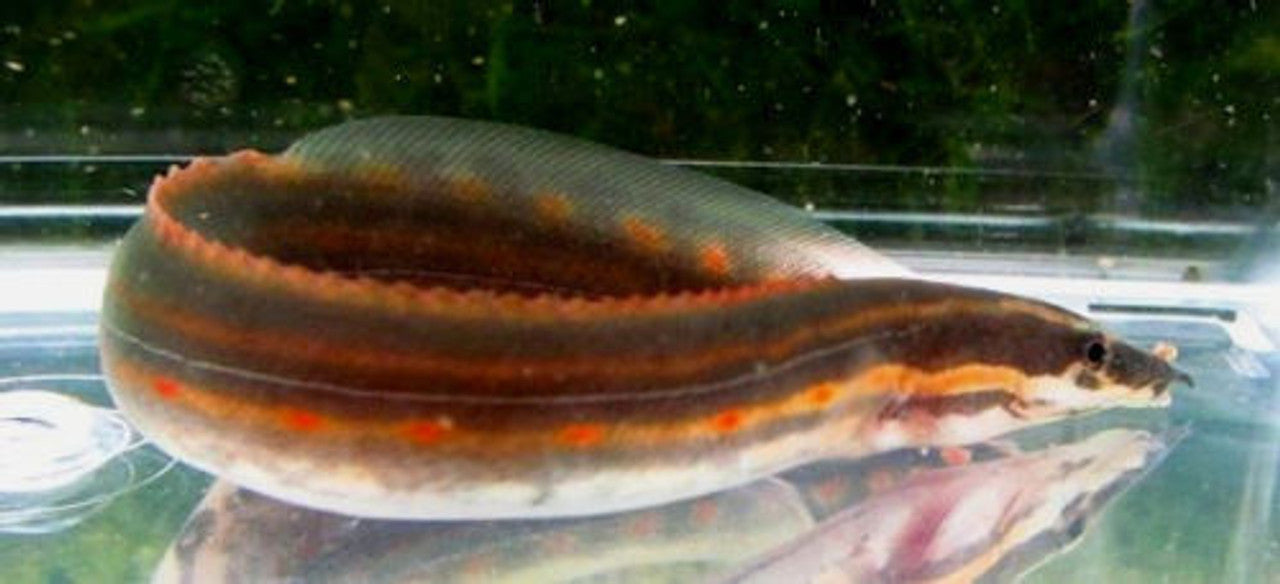 4” Fire Eel