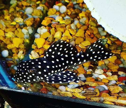 L-142 Snowball Pleco