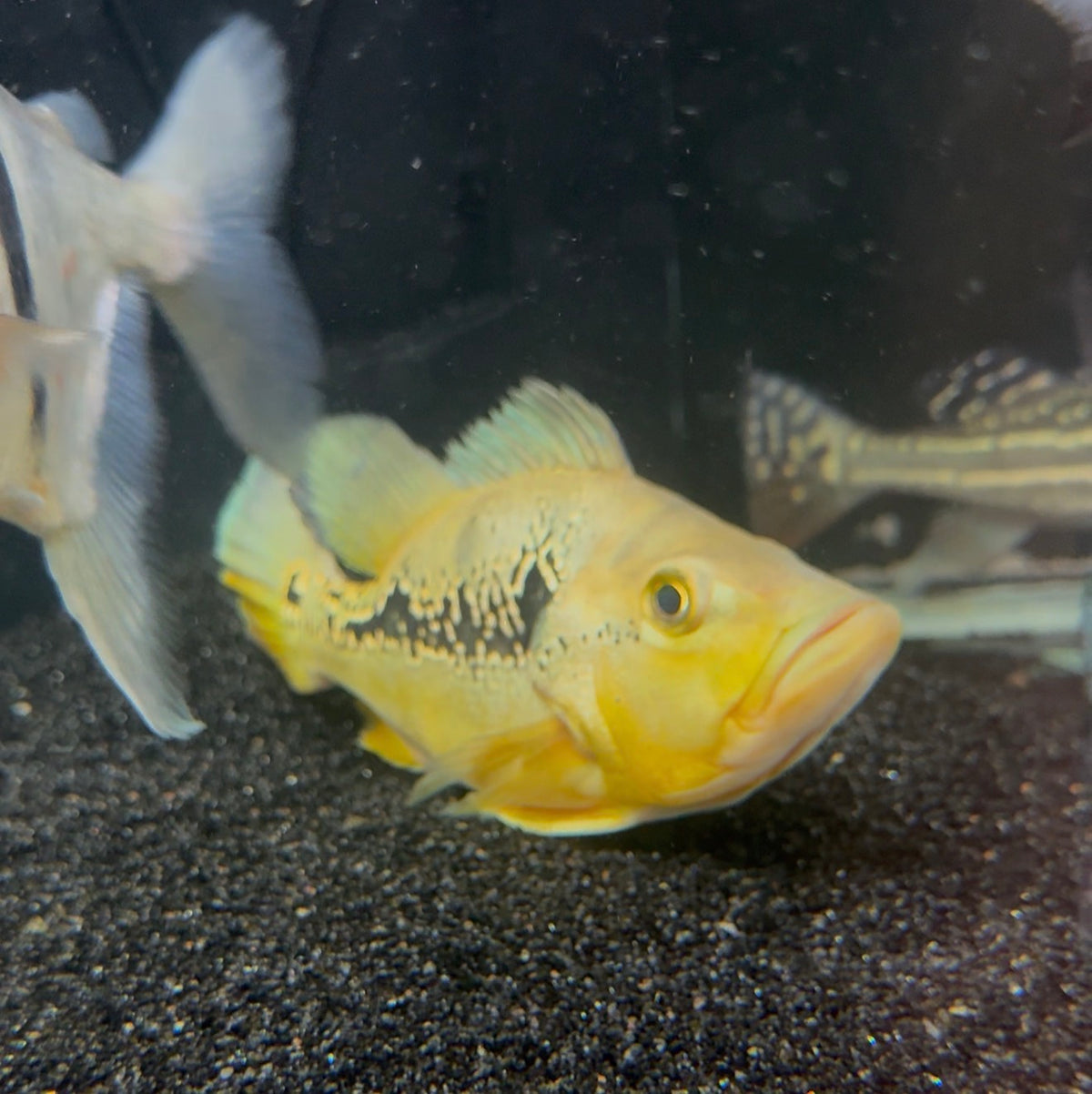 Shortbody Orinoco Peacock Bass 12”