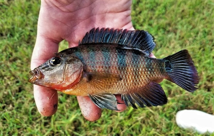 3-5” Mayan Cichlid