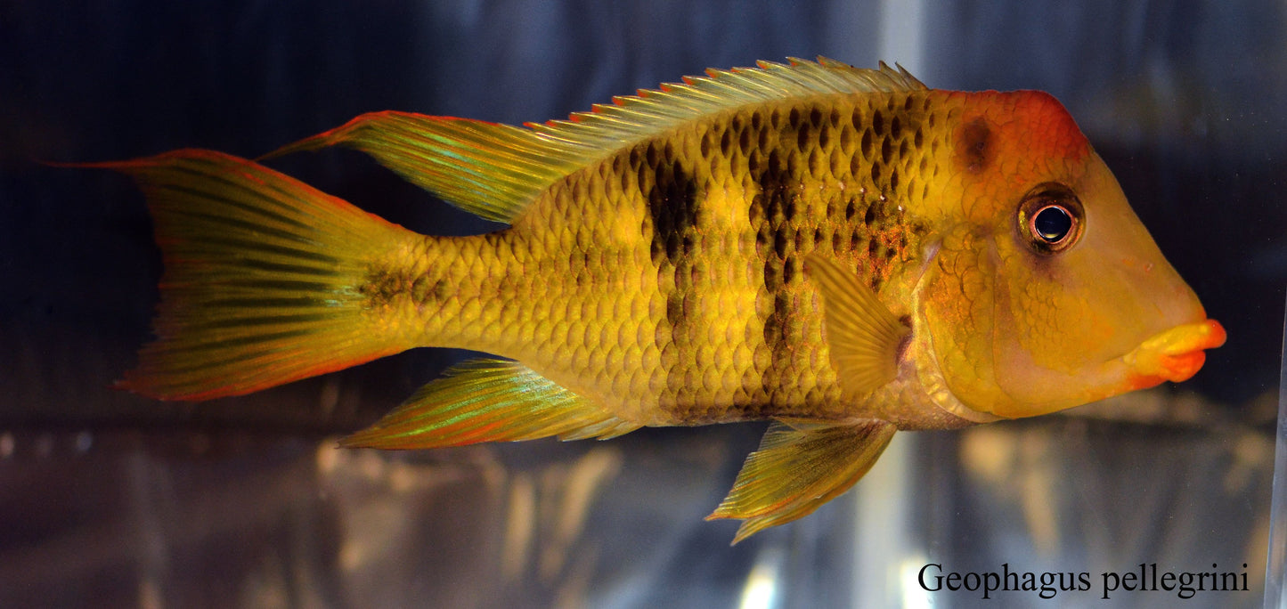 RED HUMP GEOPHAGUS PELLEGRINI