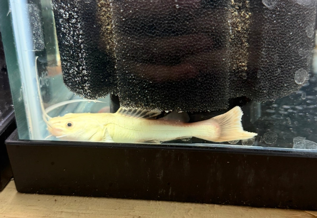 Platinum Redtail Catfish 3”