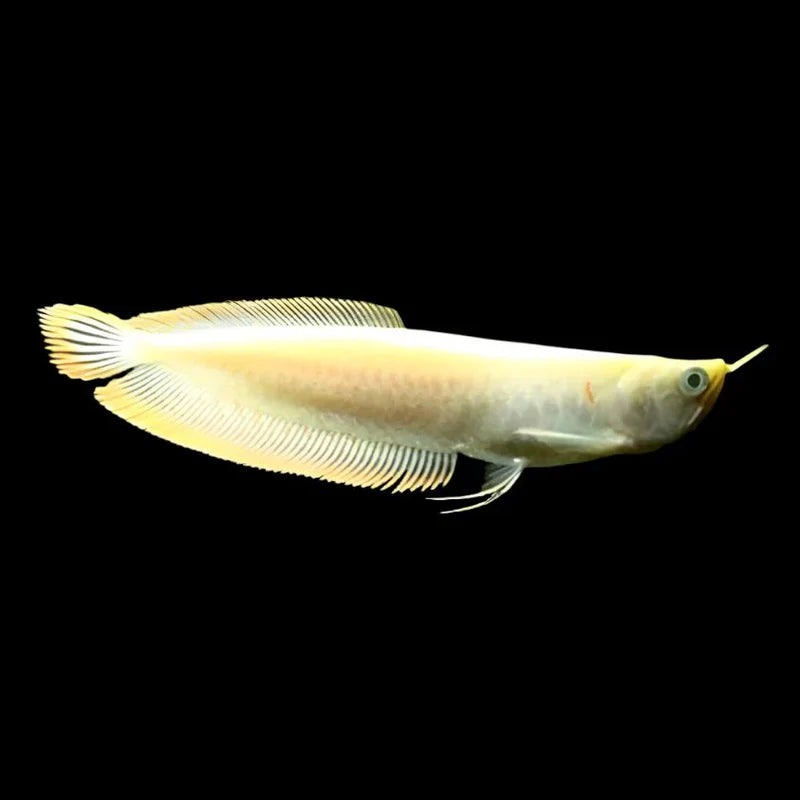 Albino Banana Silver Arowana 2-3”