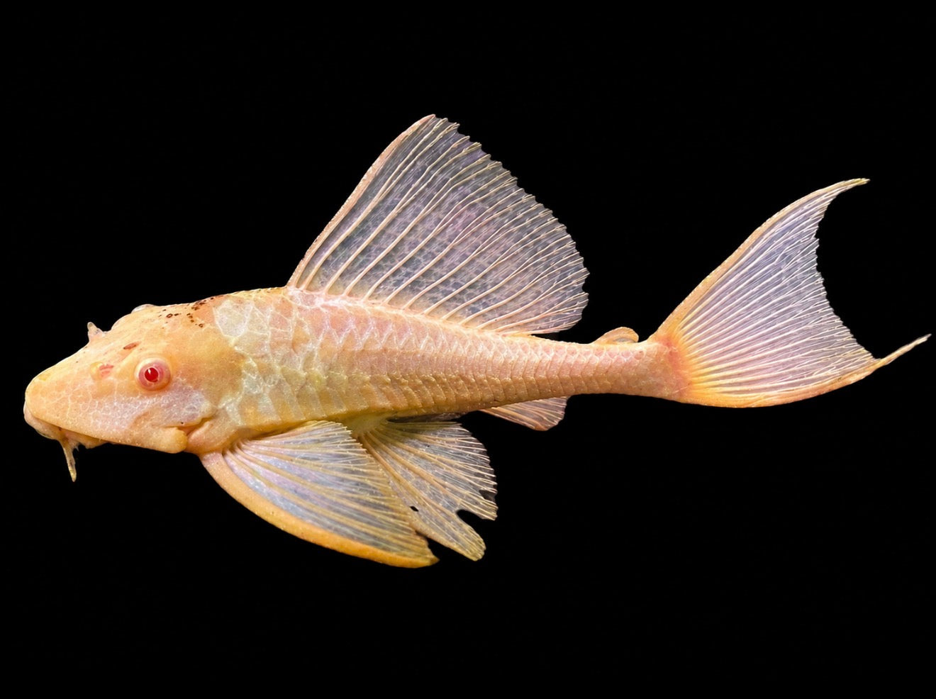 Albino Sailfin Pleco 10”