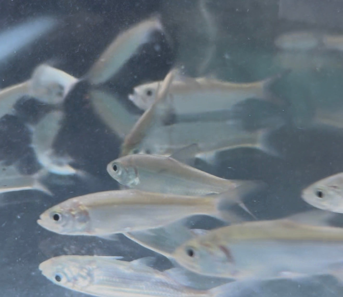 Indo Pacific Tarpon 3"