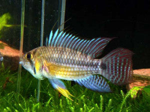 APISTOGRAMMA JURUENSE