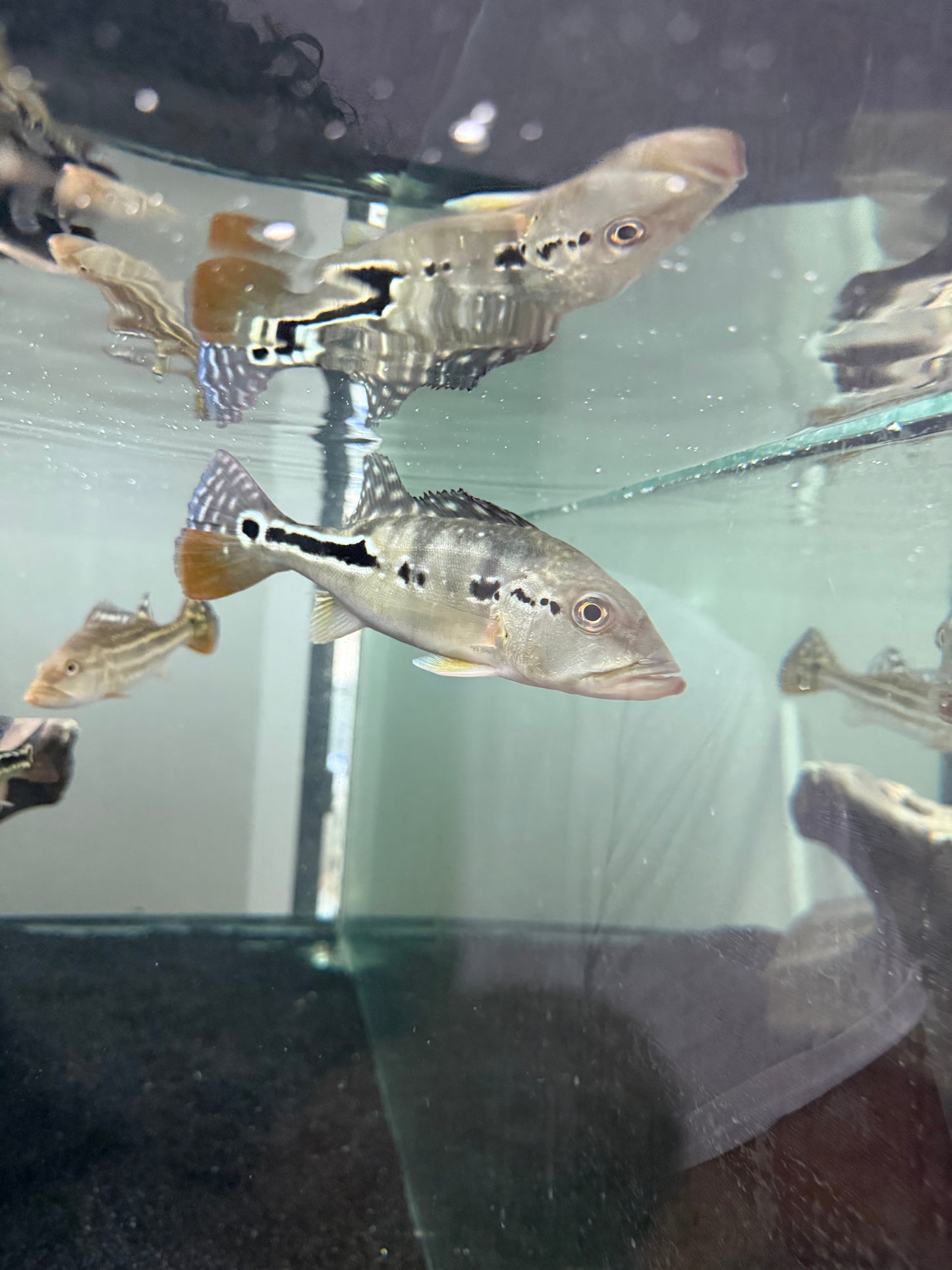 Azul Peacock Bass 8-10”
