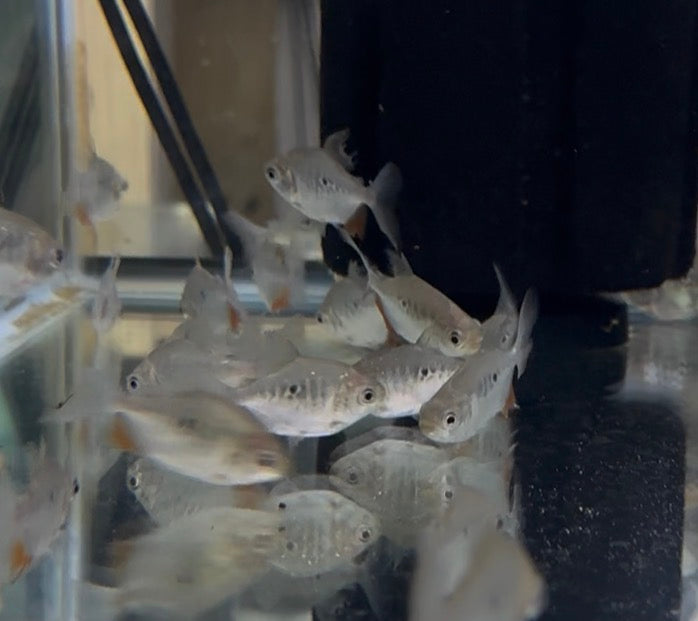 Black Pacu (Tambaquii) 2”