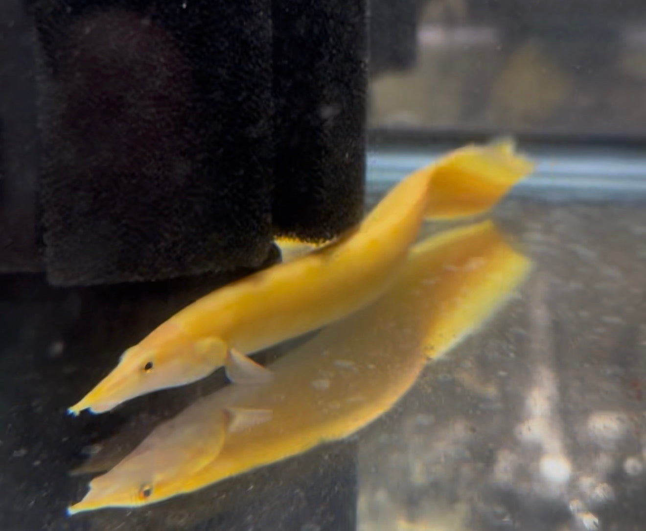 Golden Xanthic Fire Eel 10"