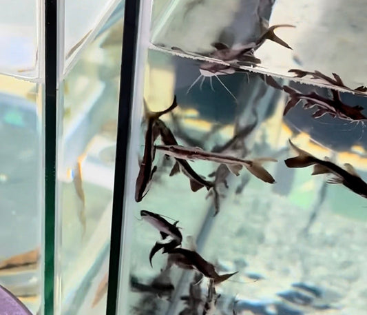 TSN x Sorubium Hyrbid Catfish (2”)