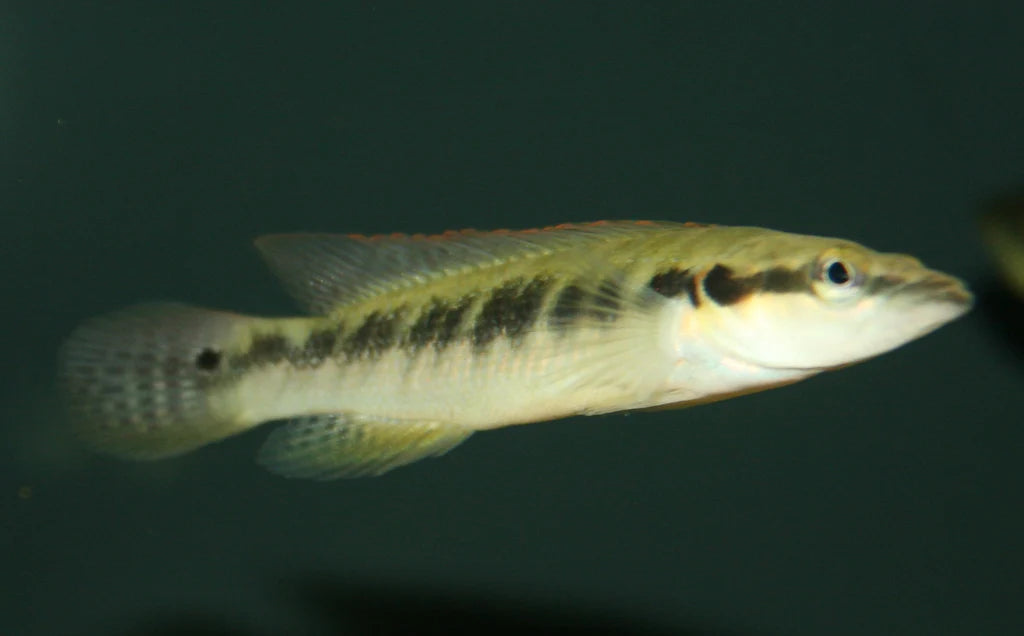 BELLY CRAWLER PIKE