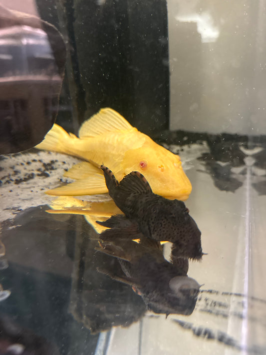 Albino Sailfin Pleco