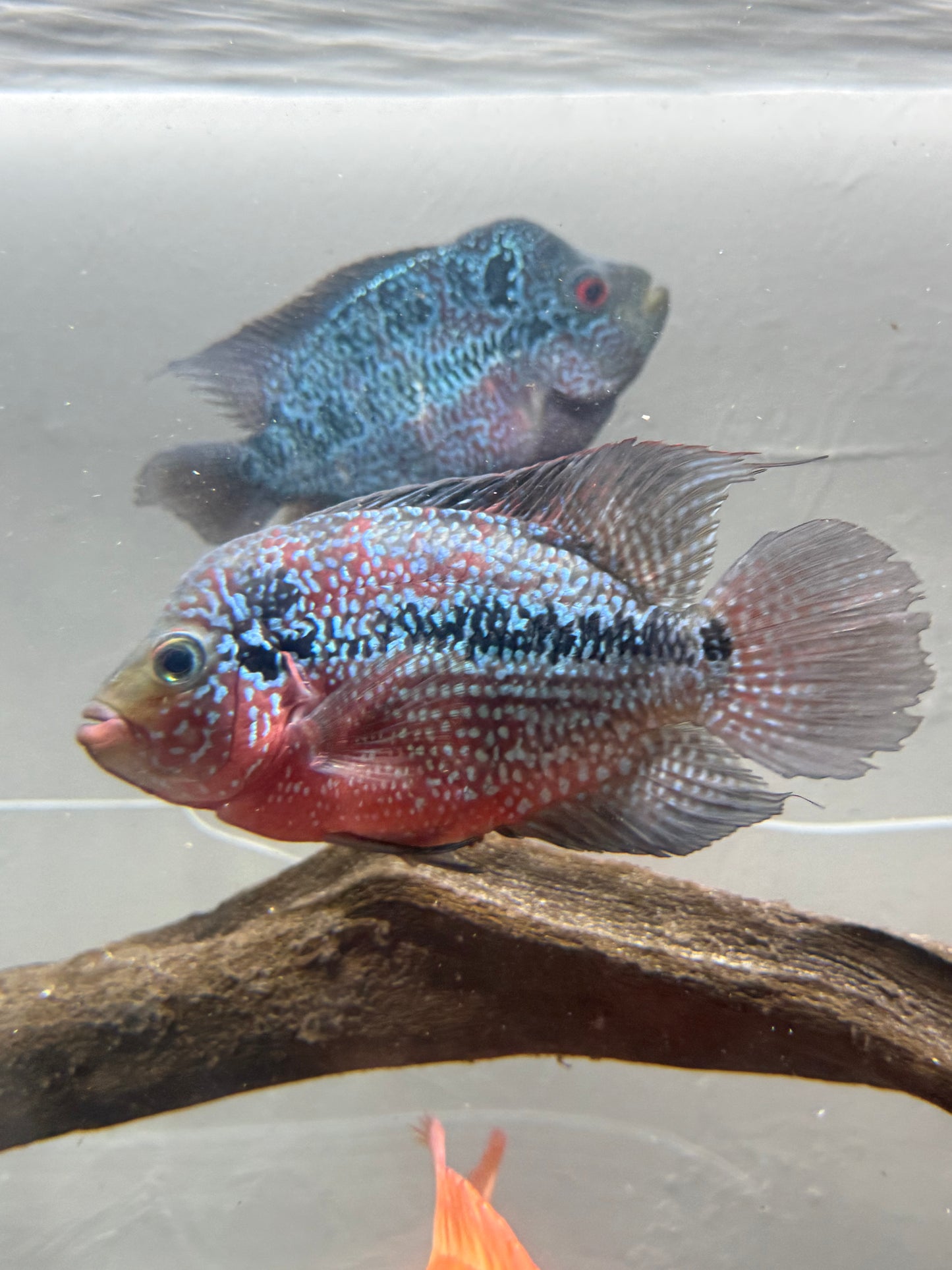 Shortbody Flowerhorn 8”