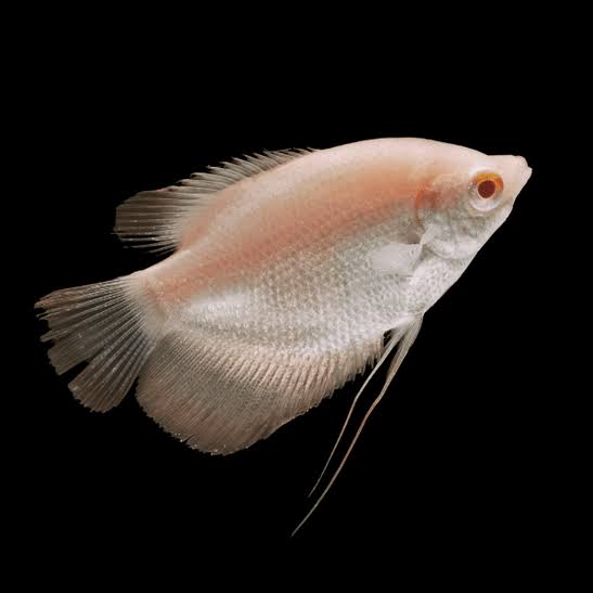 Albino Giant Gourami 1”