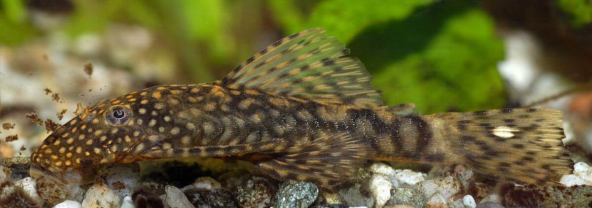 BRISTLENOSE XENOCARA (Clearfin Bristlenose Pleco)