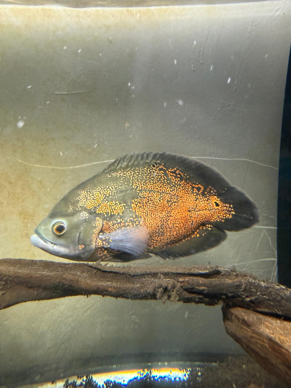 Tiger Oscar 2 (12-14”)