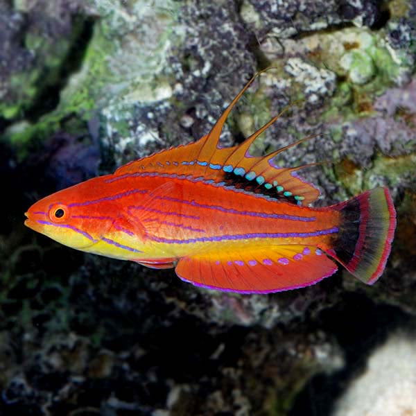 Carpenter Flasher Wrasse Med