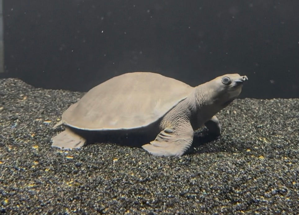 Fly River Turtle 6-7"