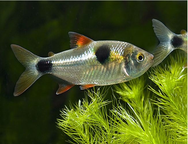 BUCKTOOTH TETRAS (EXODON TETRA)