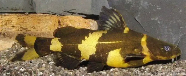 YELLOW BUMBLE BEE CATFISH