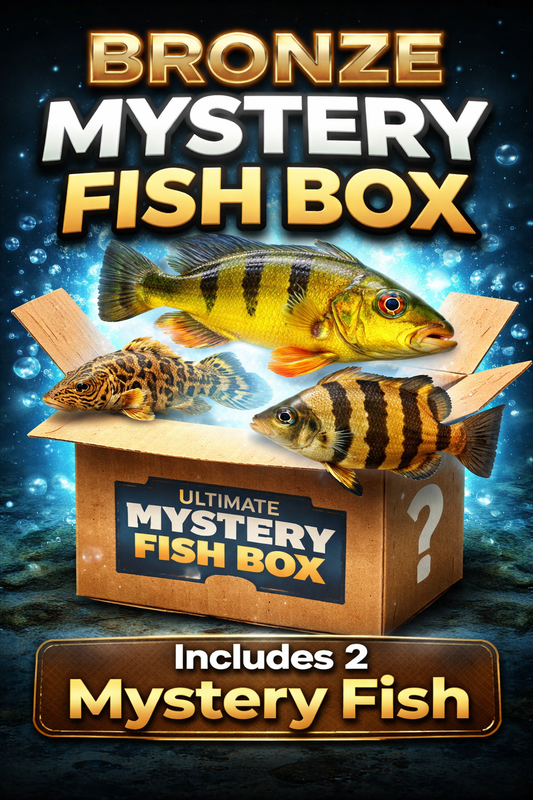 Ultimate Mystery Fish Box – Rare Aquarium Fish Surprise