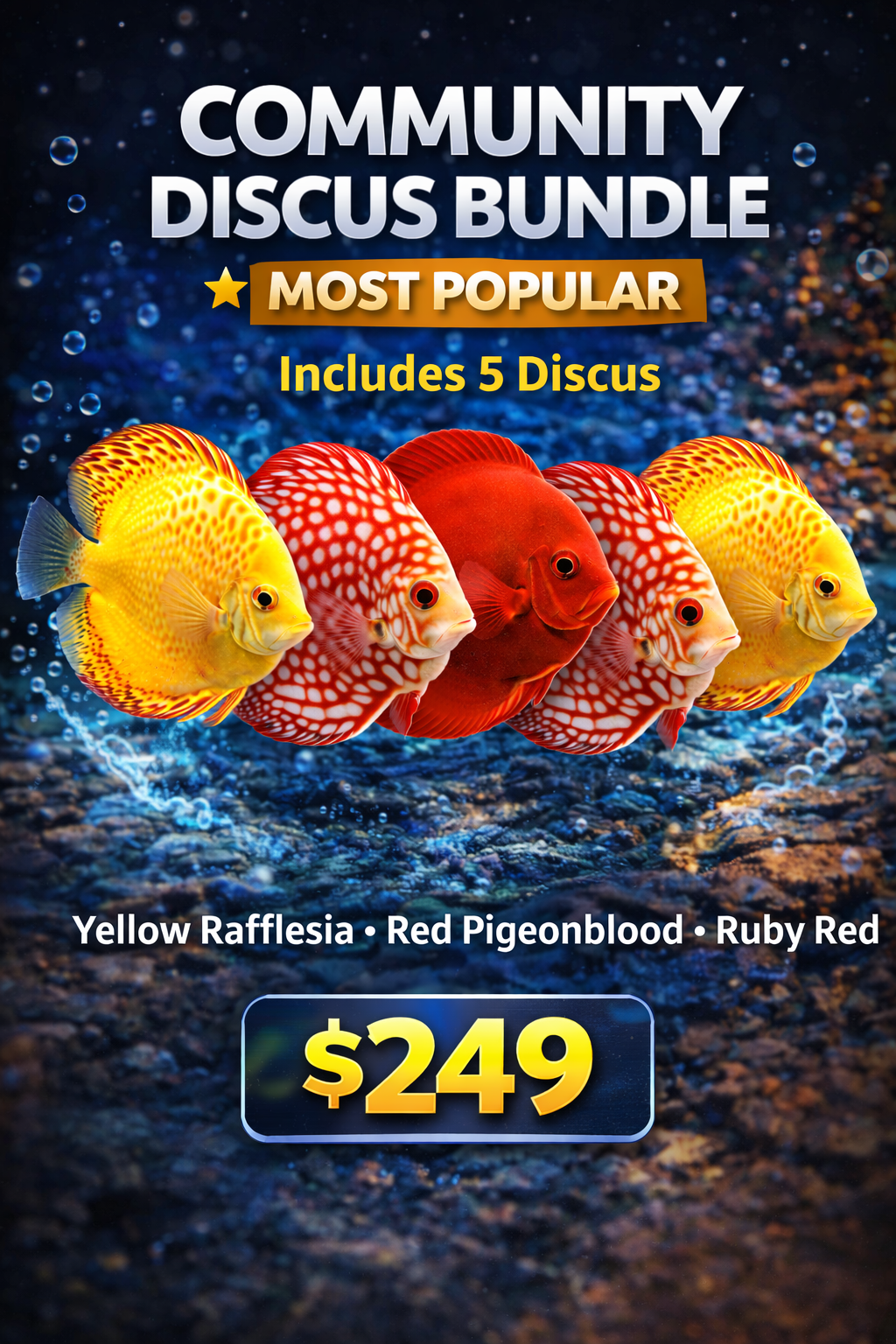 Discus Fish Bundle – Premium Discus Community Packs
