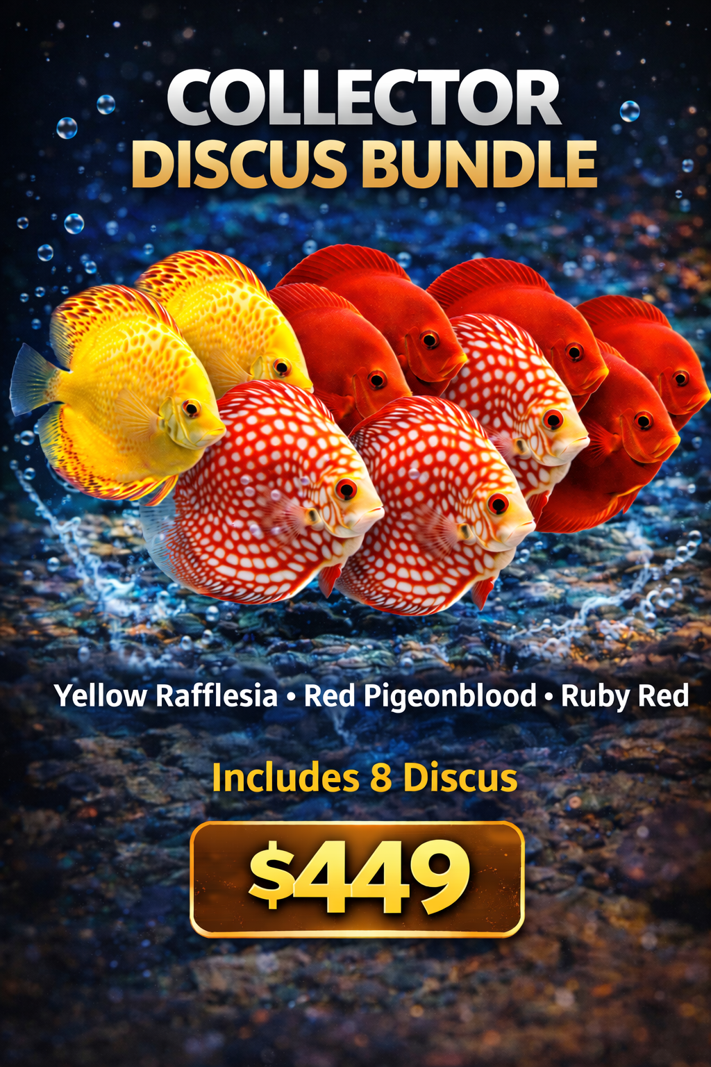Discus Fish Bundle – Premium Discus Community Packs