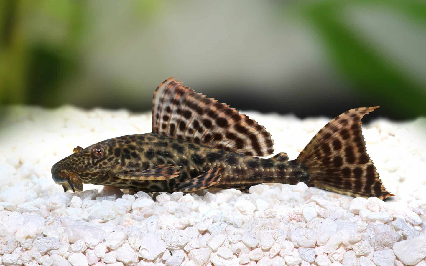 HYPOSTOMUS PLECOSTOMUS (Common Pleco)