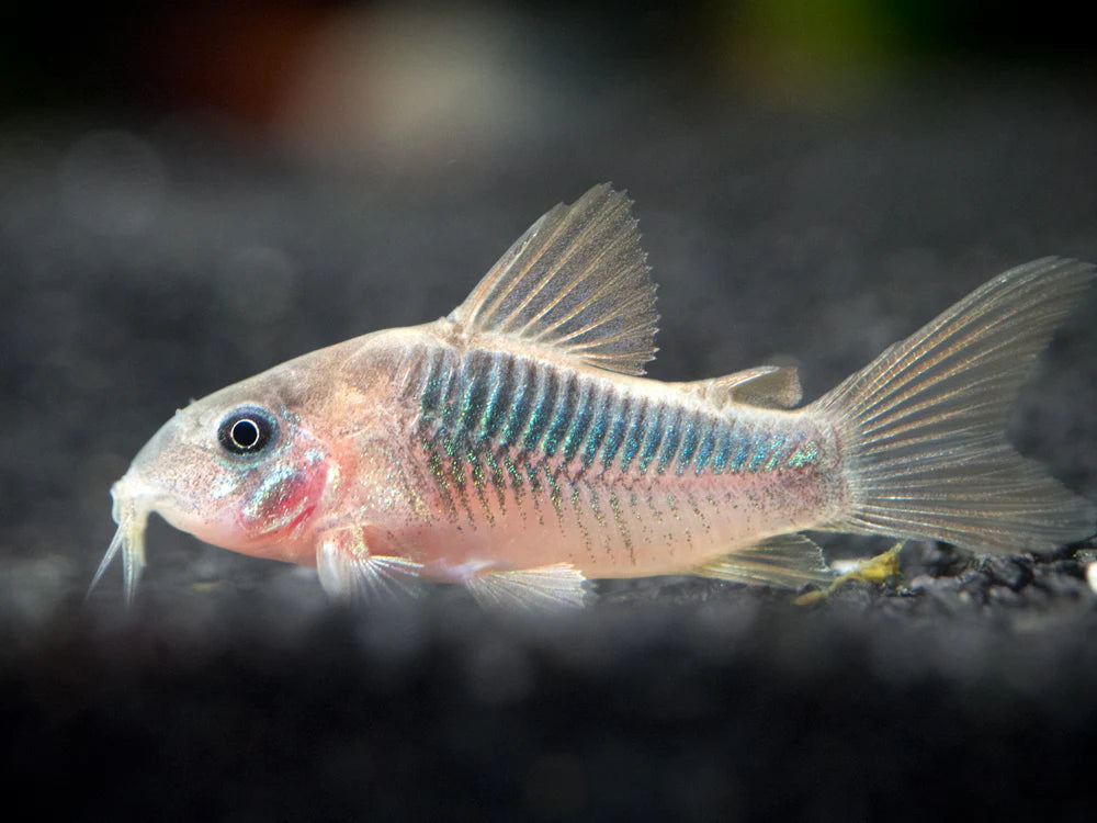 RUSTY CORY CATFISH (rabauti)
