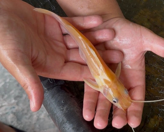 Albino Asian Redtail Catfish