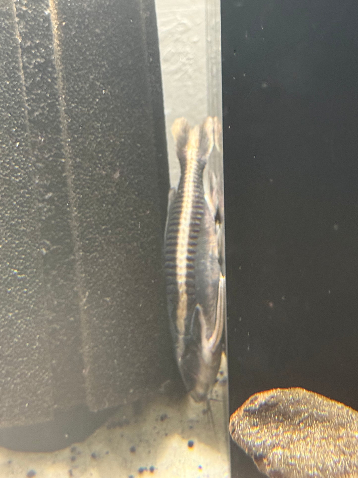 Raphael Catfish 5”