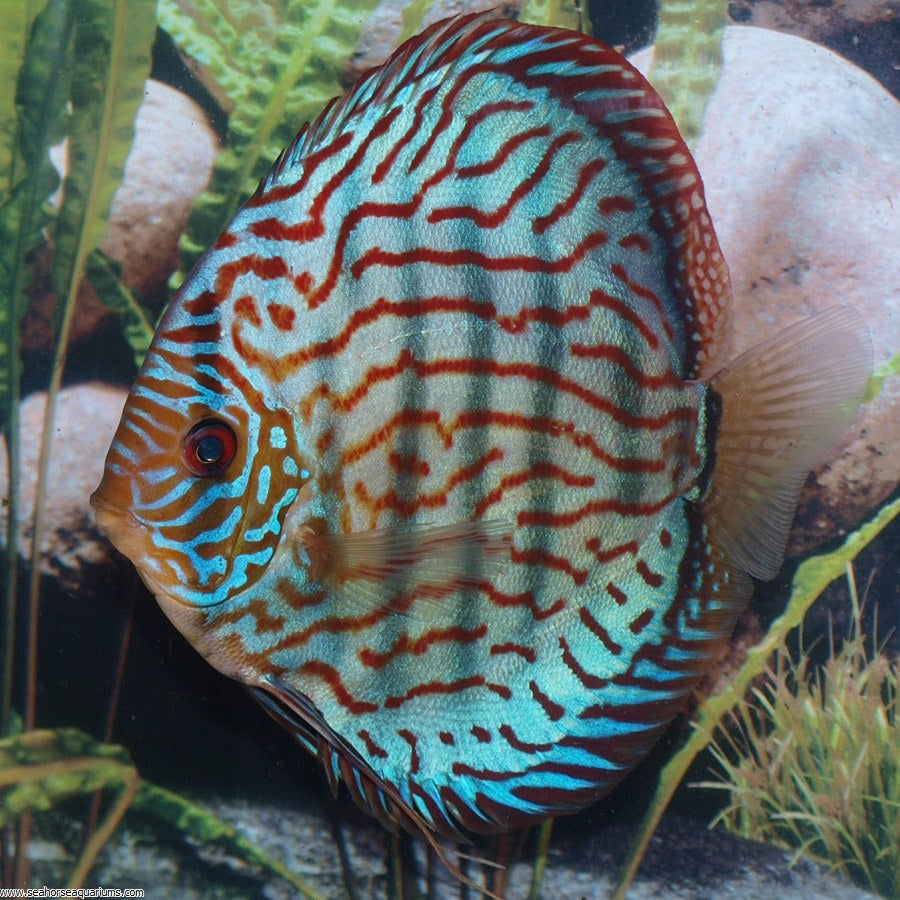 Blue Turquoise Discus 4”