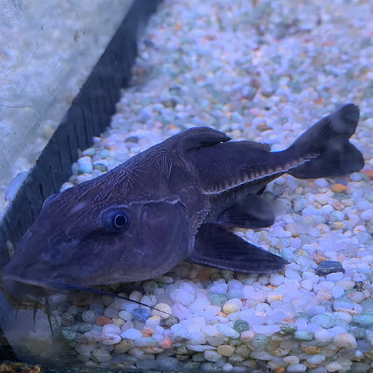 Black Rip Saw Catfish 3”