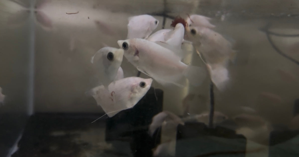 Panda Pearlscale Gourami 3-4”