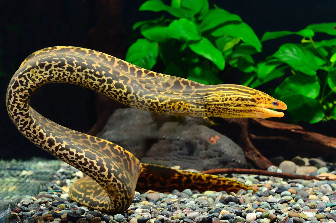 Freshwater Tiger Moray Eel 8-10 inch striped predator aquarium fish
