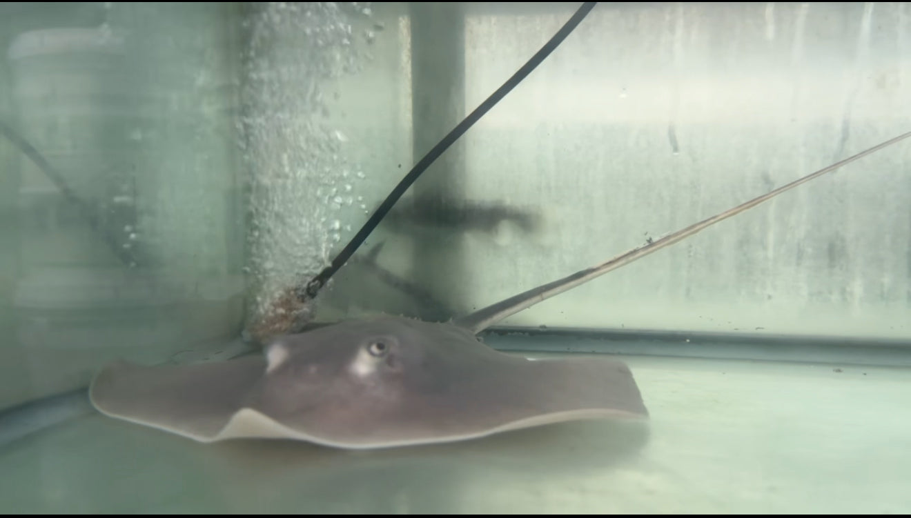 St. JOHNS BAY STINGRAYS (FRESHWATER)