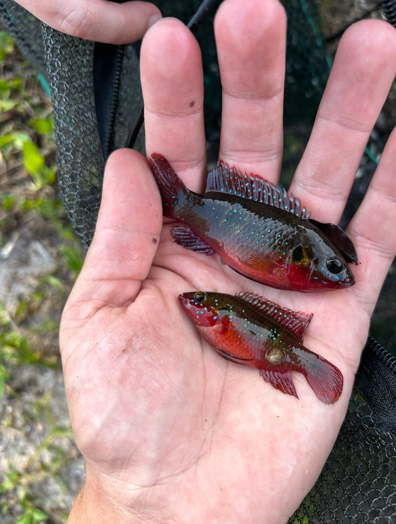 Jewel Cichlid