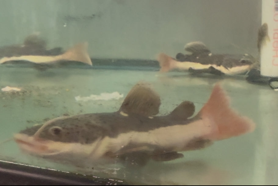 6" Shortbody Redtail Catfish