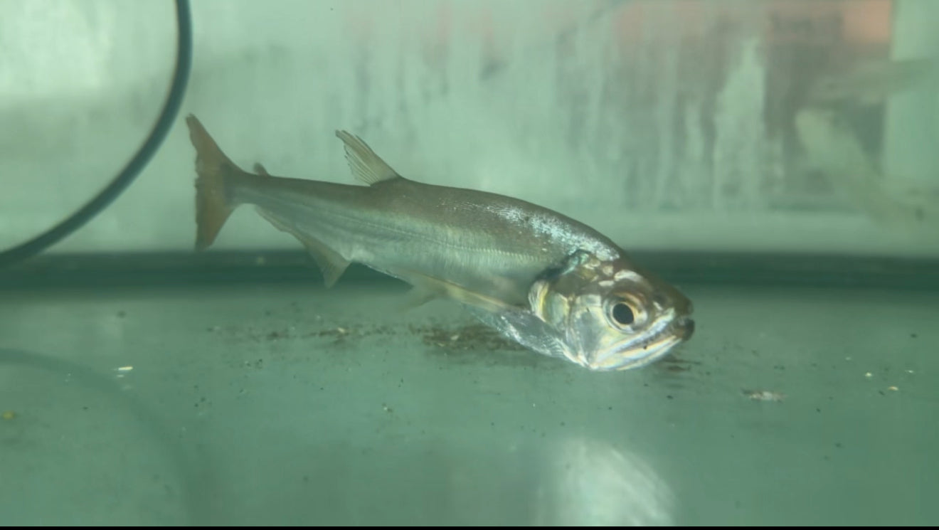 6” Redfin Payara