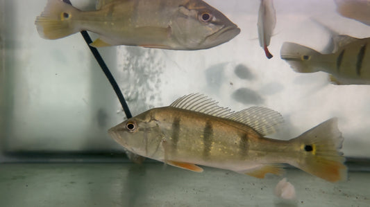 Speckled (WC) Temensis Peacock Bass 6”