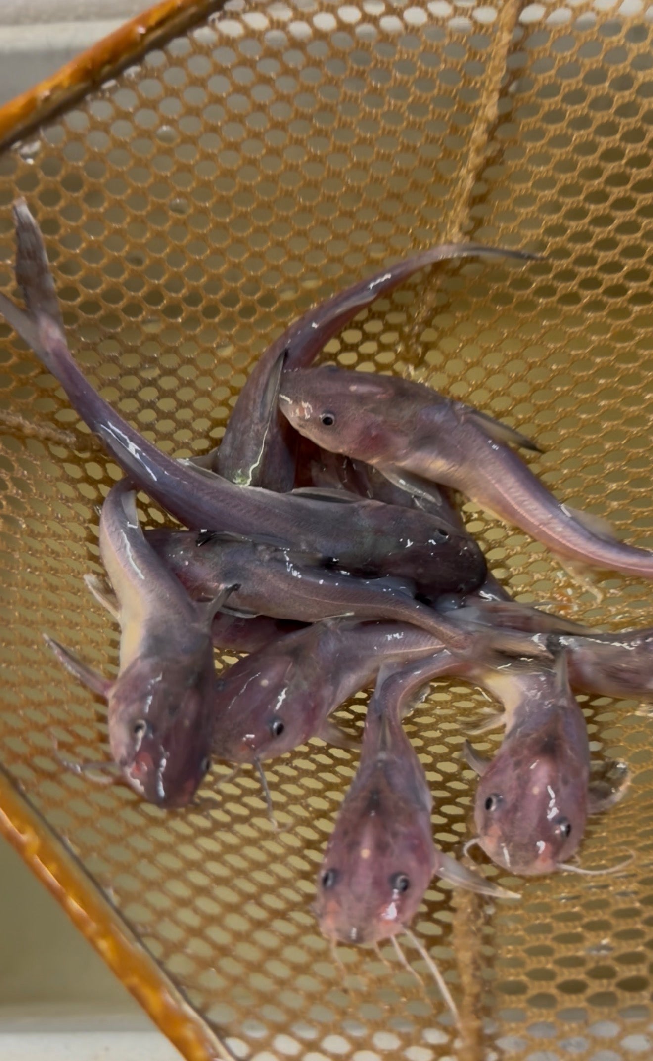 Hemarious Stormii Catfish 4”