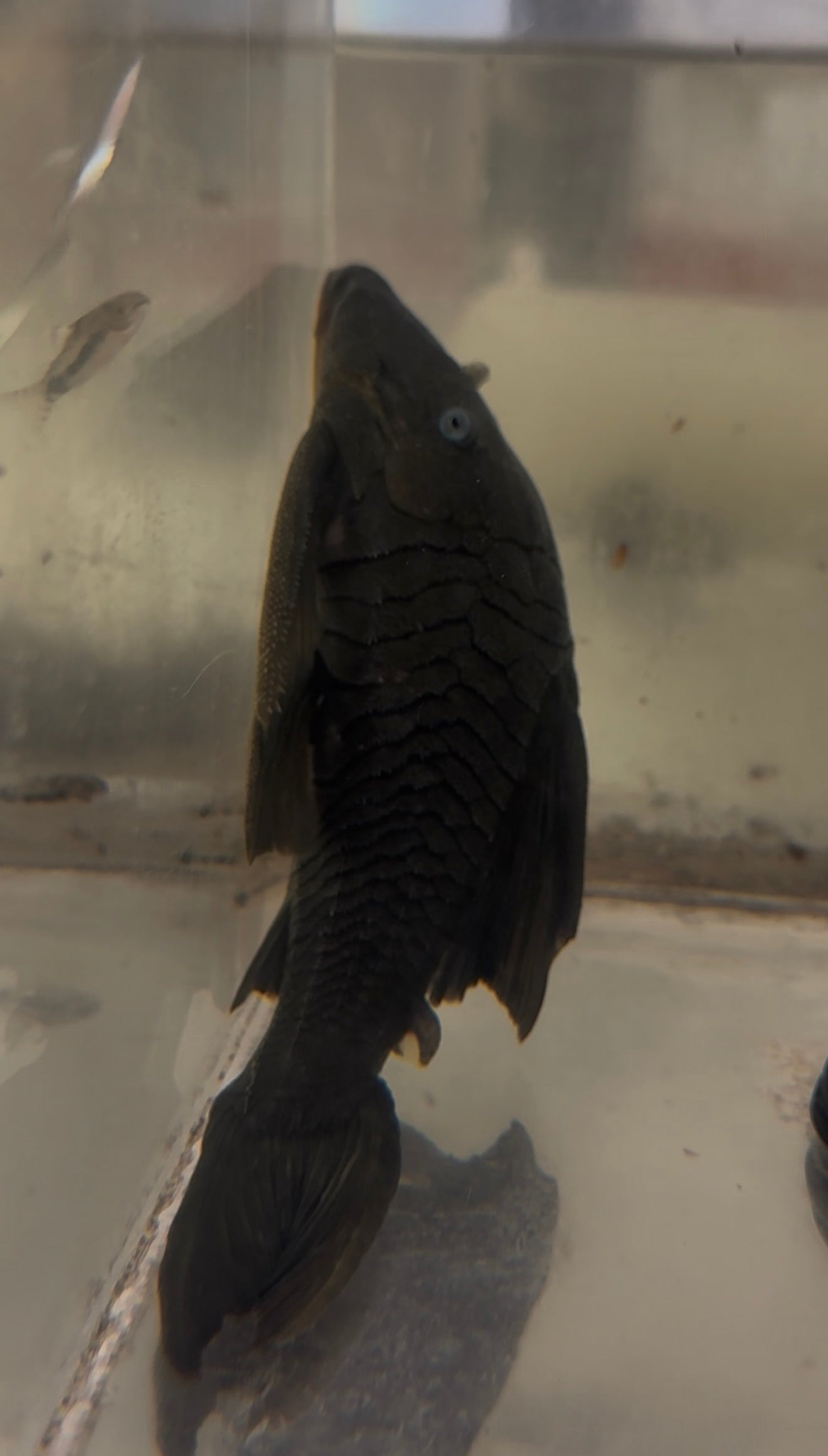 Blue Eyed Pleco 6-7”