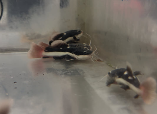 3" Shortbody Redtail Catfish