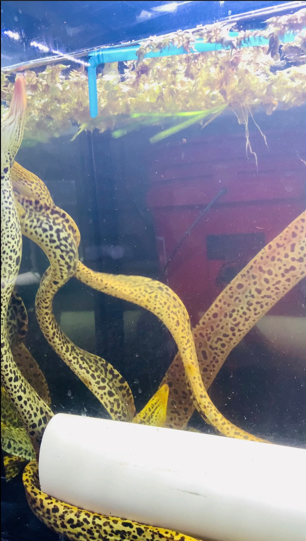 Freshwater Tiger Moray Eel (2’)